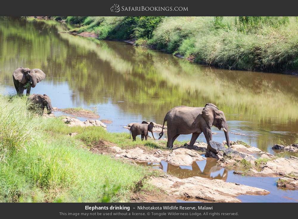 Elephants drinking in Nkhotakota Wildlife Reserve, Malawi