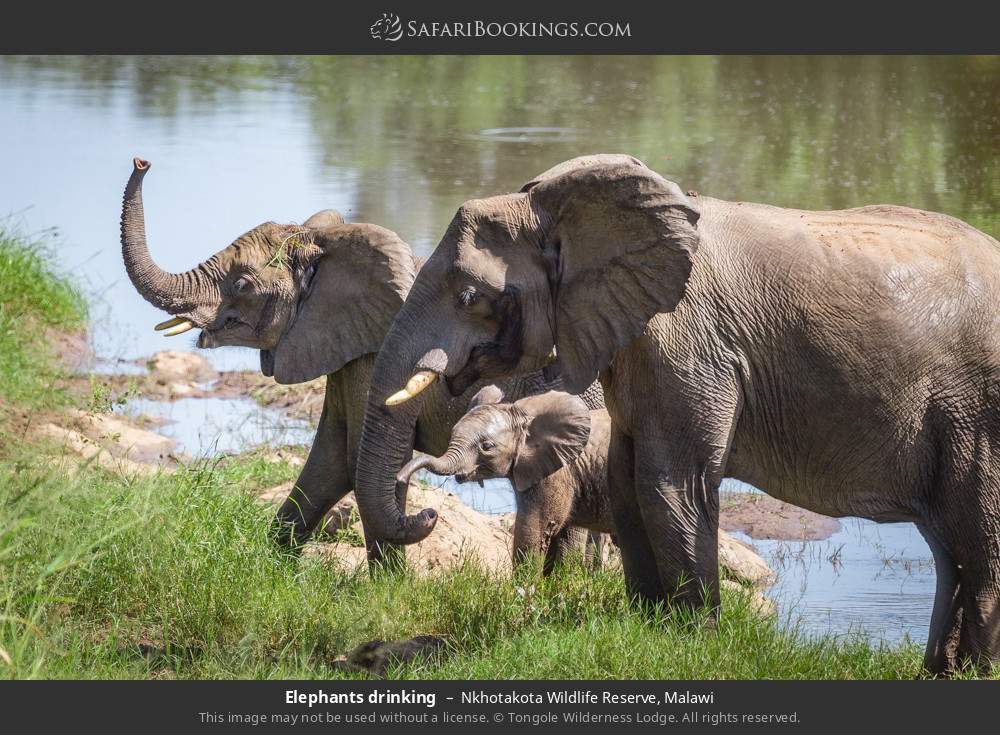 Elephants drinking in Nkhotakota Wildlife Reserve, Malawi