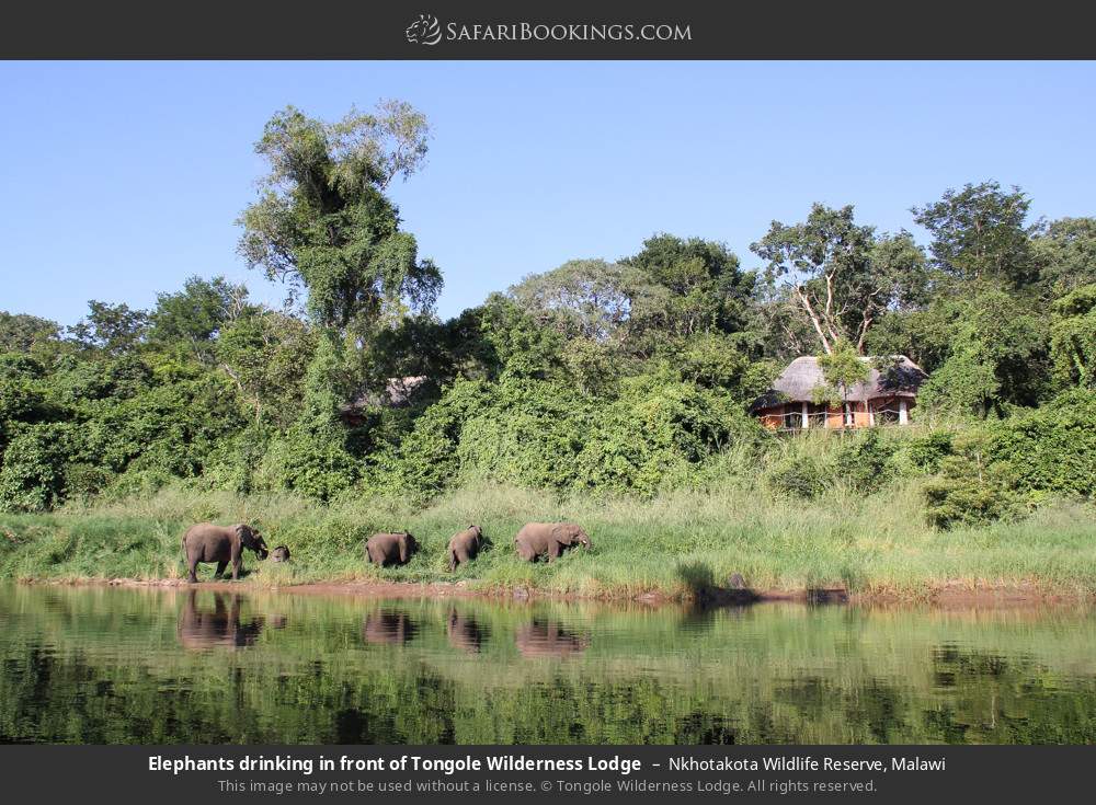 Elephants drinking in front of Tongole Wilderness Lodge in Nkhotakota Wildlife Reserve, Malawi