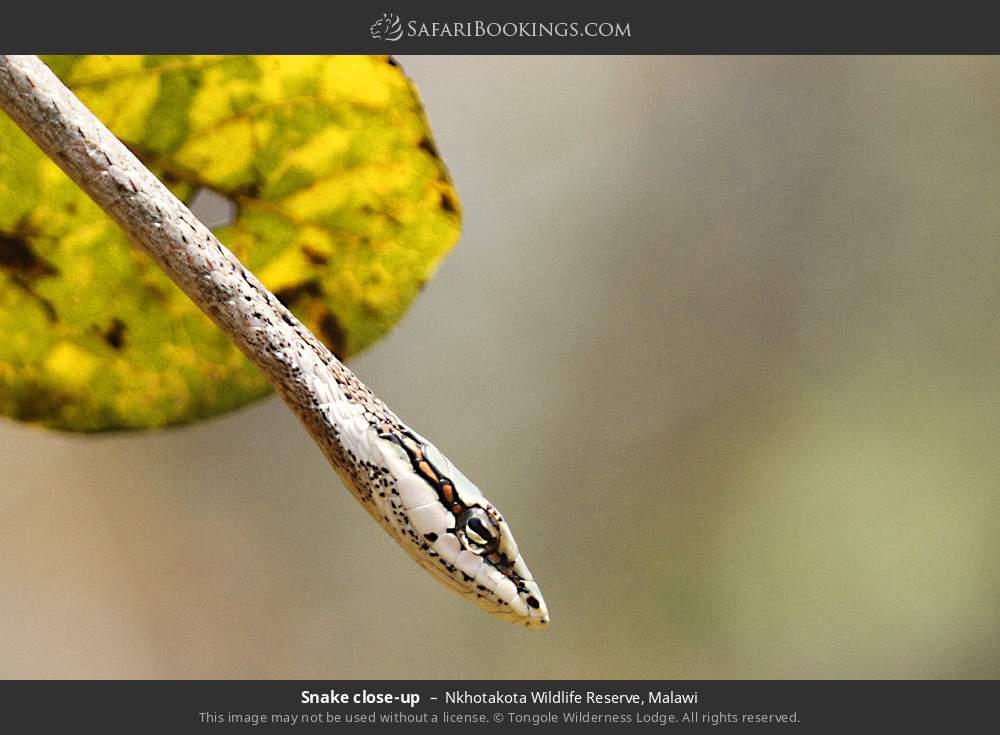 Snake close-up in Nkhotakota Wildlife Reserve, Malawi