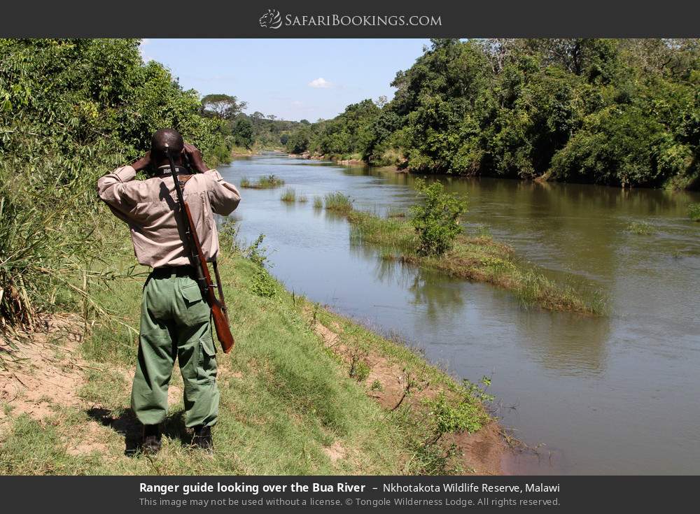 Ranger guide looking over the Bua River in Nkhotakota Wildlife Reserve, Malawi