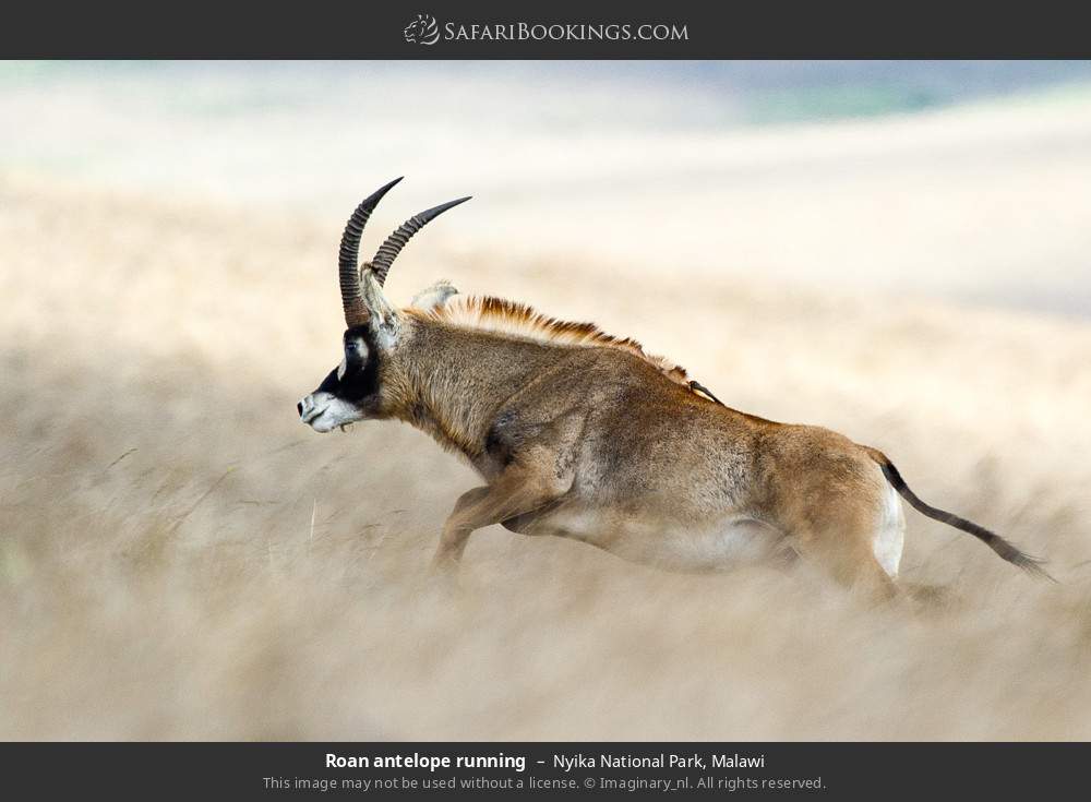 Roan antelope running in Nyika National Park, Malawi