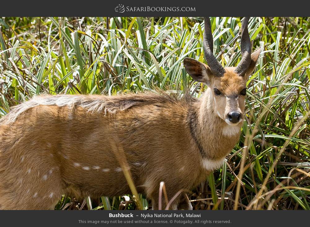 Bushbuck in Nyika National Park, Malawi