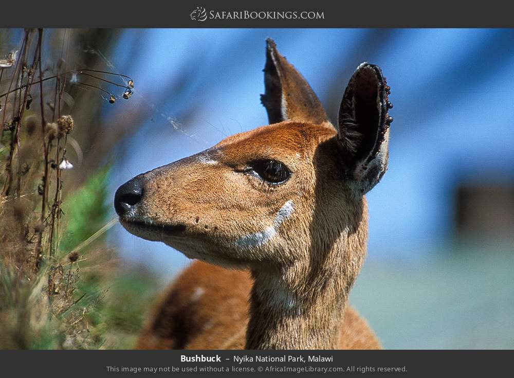 Bushbuck in Nyika National Park, Malawi