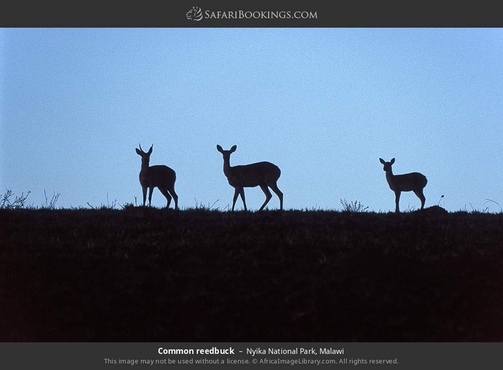 Common reedbuck in Nyika National Park, Malawi