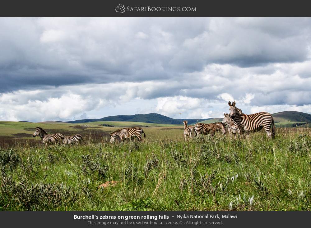 Crawshay’s zebra on green rolling hills in Nyika National Park, Malawi