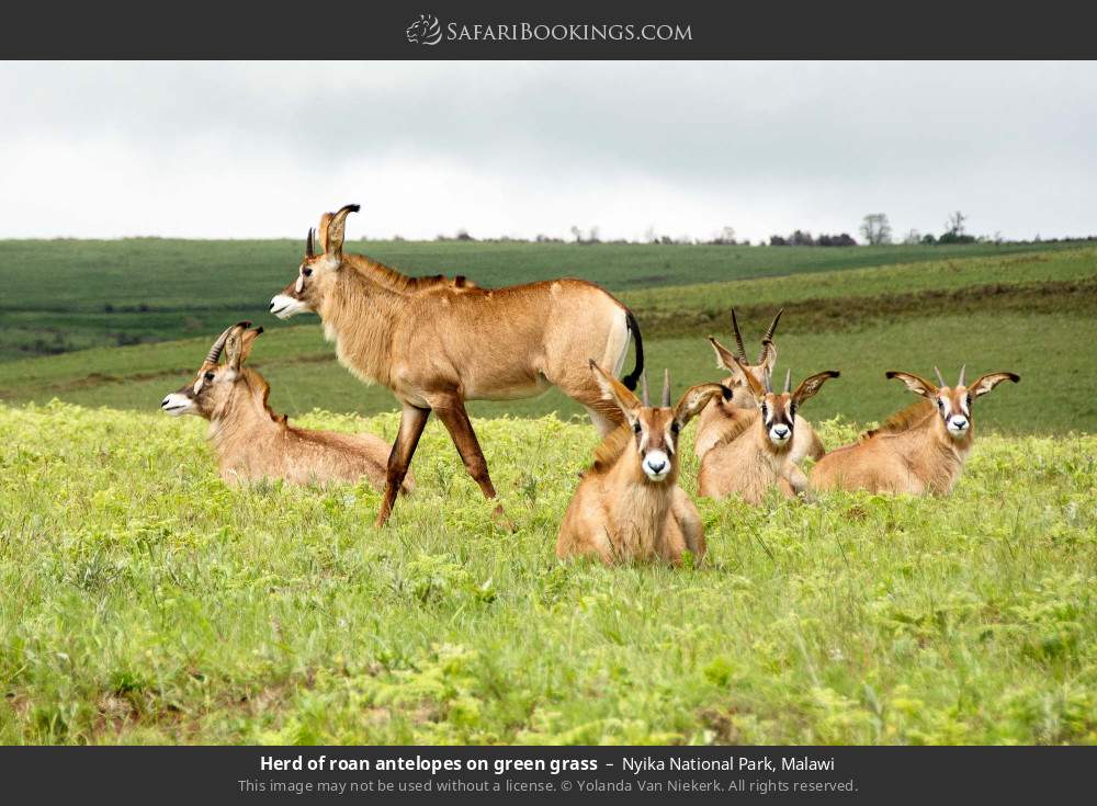 Herd of roan antelope on green grass in Nyika National Park, Malawi