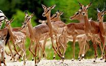 Kasungu National Park