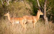 Majete Wildlife Reserve