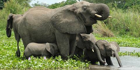7-Day Malawi Wildheart Expedition Safari