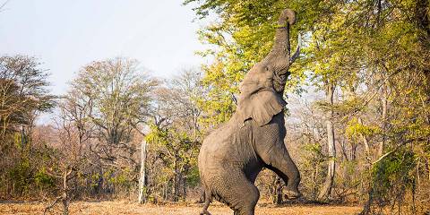 Malawi Culture, Wildlife and Vibes