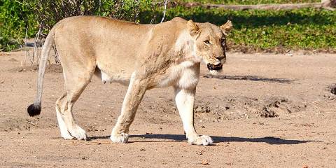 Safari in Liwonde National Park