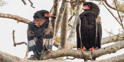 Explore Wildlife, Lake Malawi and Culture