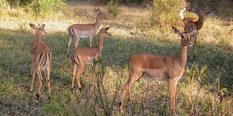 Discover the Magnificent Hospitality of Malawi