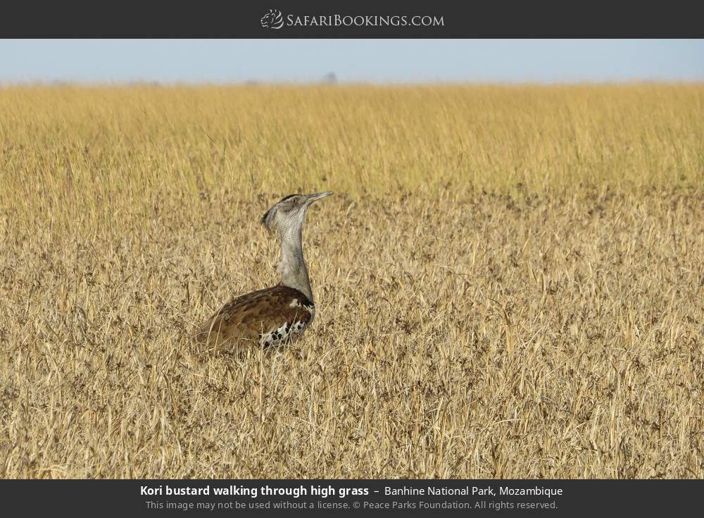Kori bustard walking through high grass in Banhine National Park, Mozambique