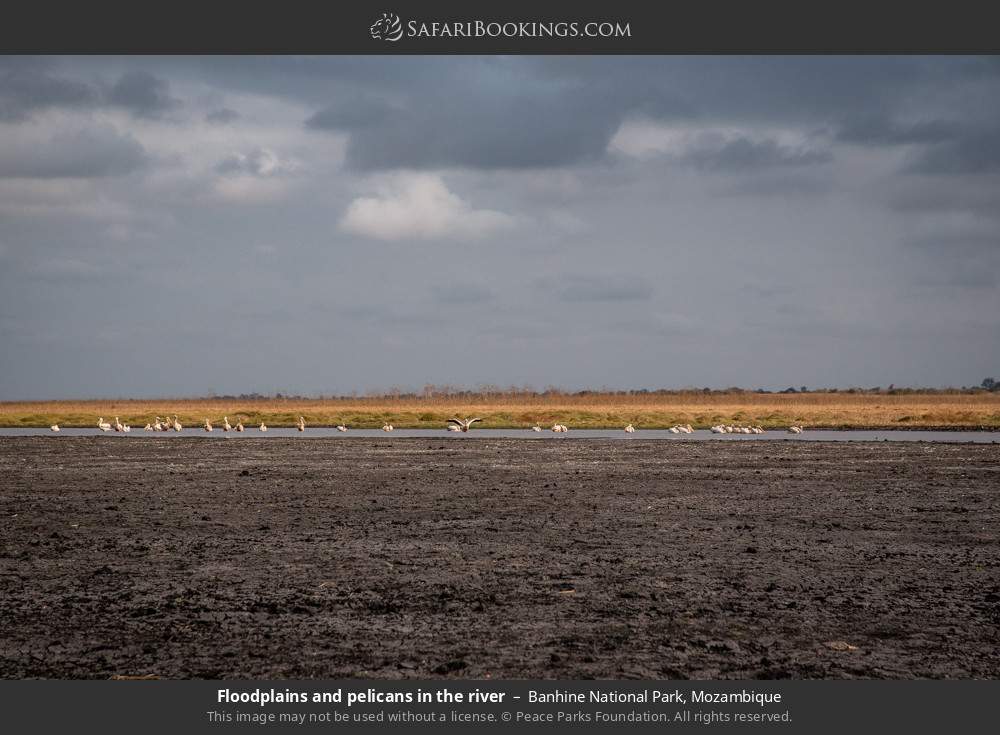 Floodplains and pelicans in the river in Banhine National Park, Mozambique