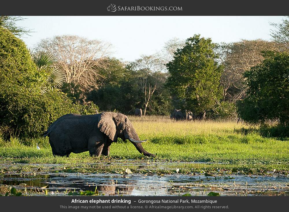 African elephant drinking in Gorongosa National Park, Mozambique