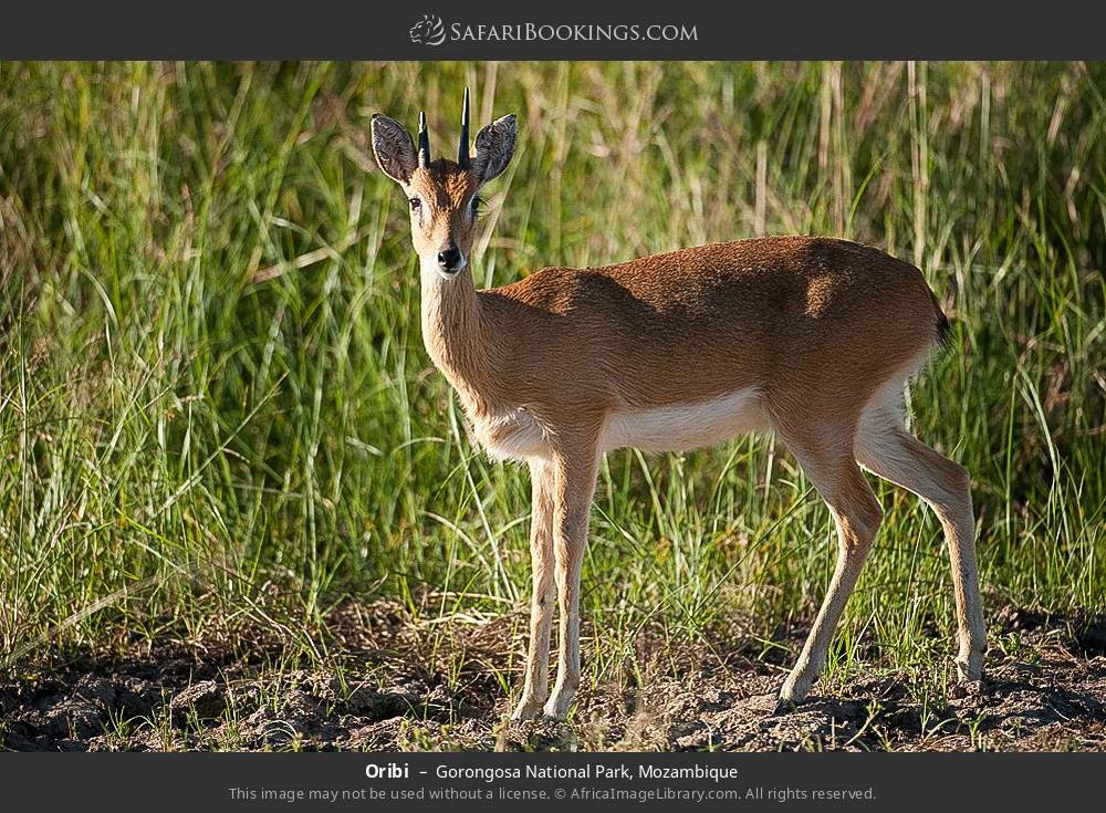 Oribi in Gorongosa National Park, Mozambique