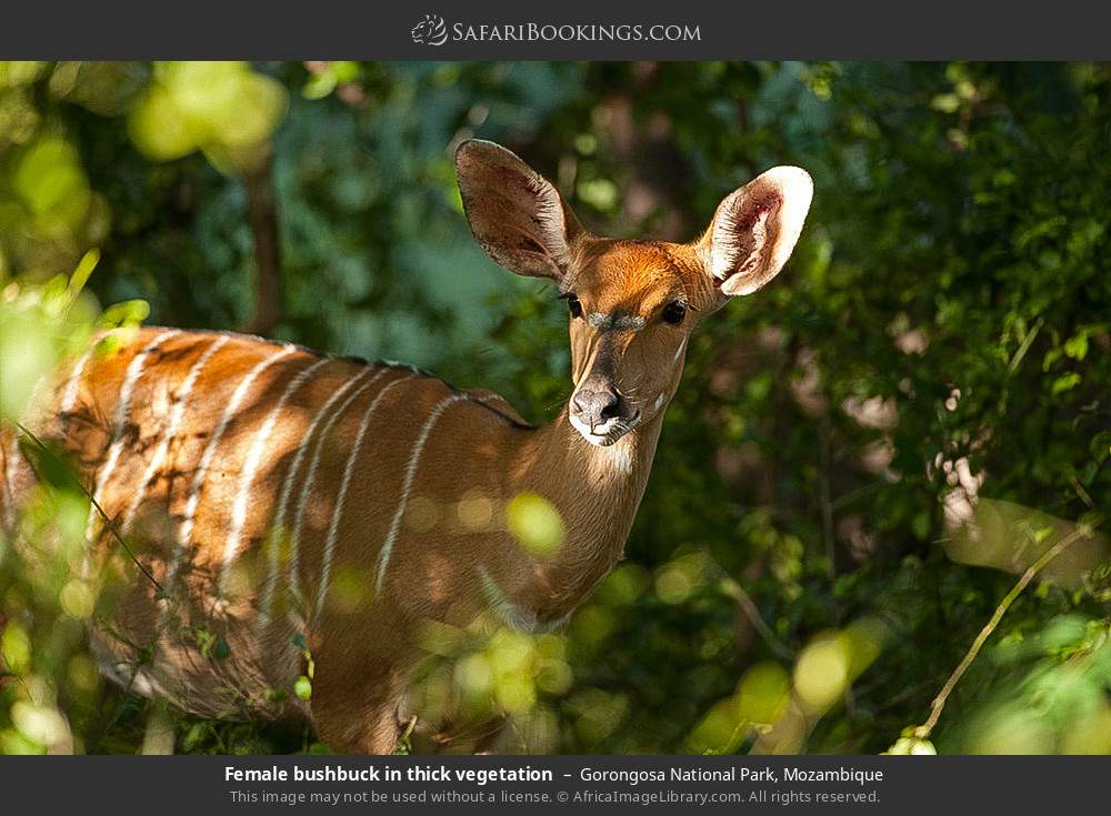 Female bushbuck in thick vegetation in Gorongosa National Park, Mozambique