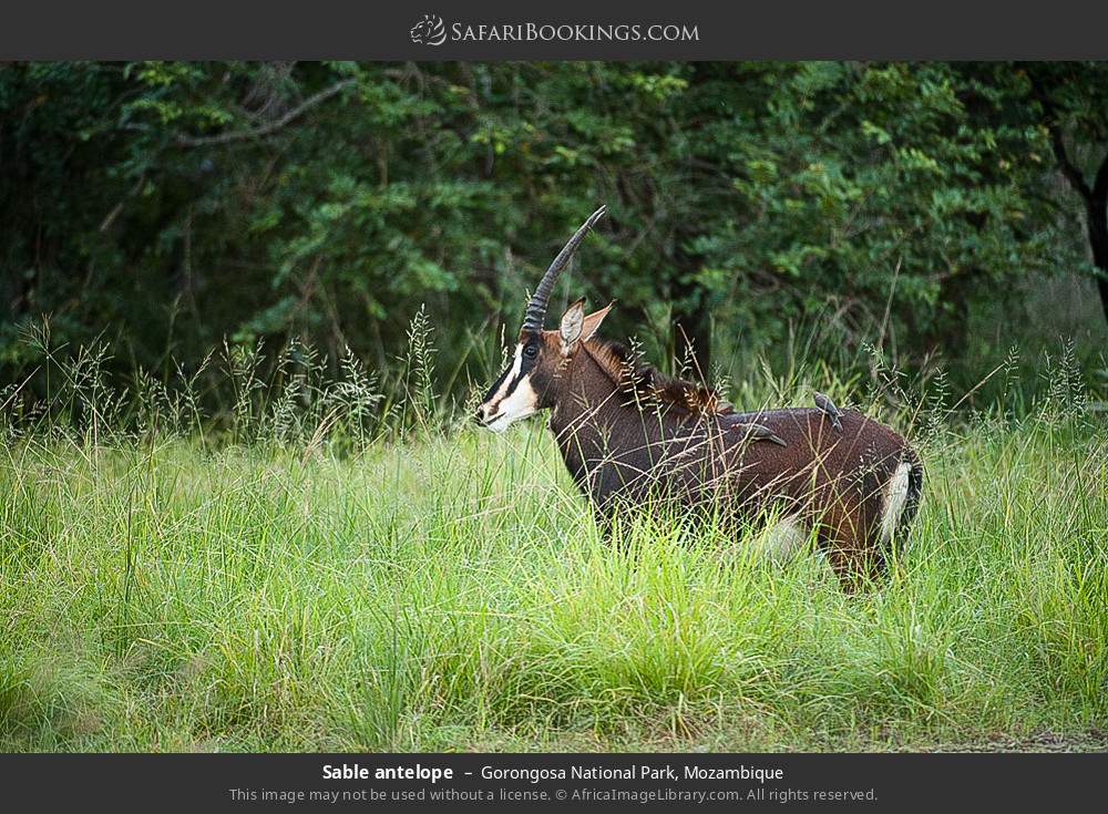 Sable antelope in Gorongosa National Park, Mozambique