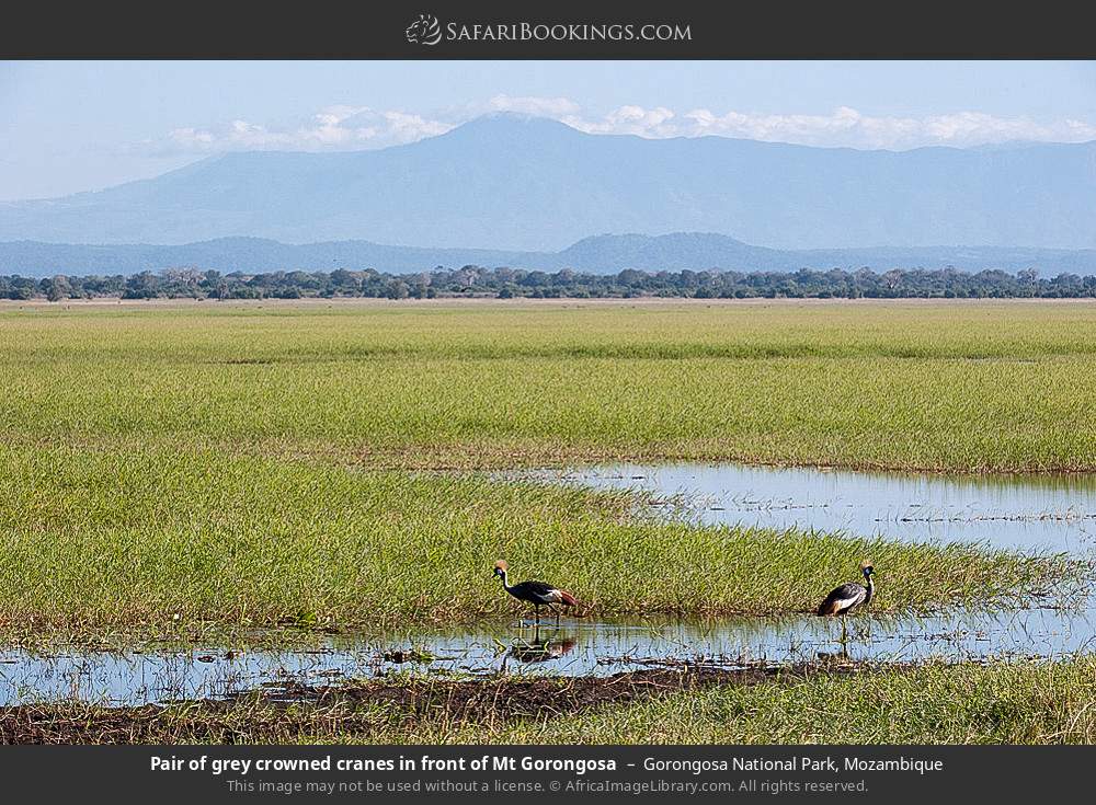 Pair of grey crowned cranes in front of Mt Gorongosa in Gorongosa National Park, Mozambique