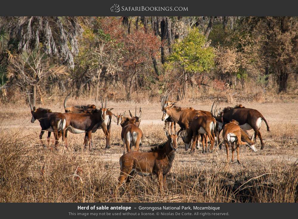 Herd of sable antelope in Gorongosa National Park, Mozambique