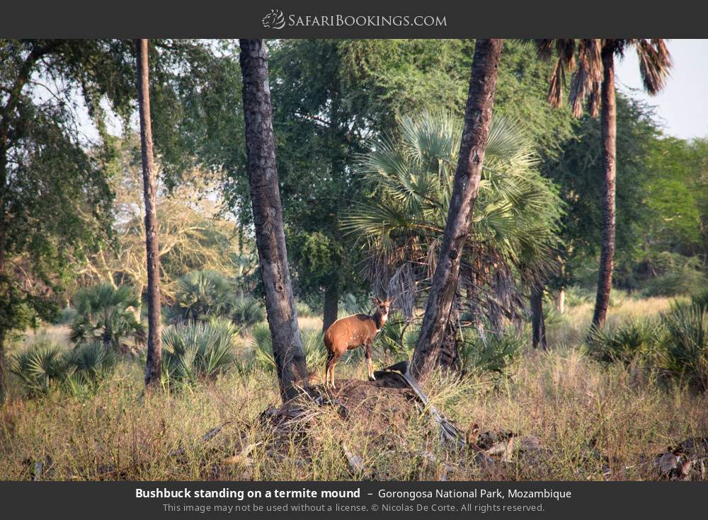 Bushbuck standing on a termite mound in Gorongosa National Park, Mozambique