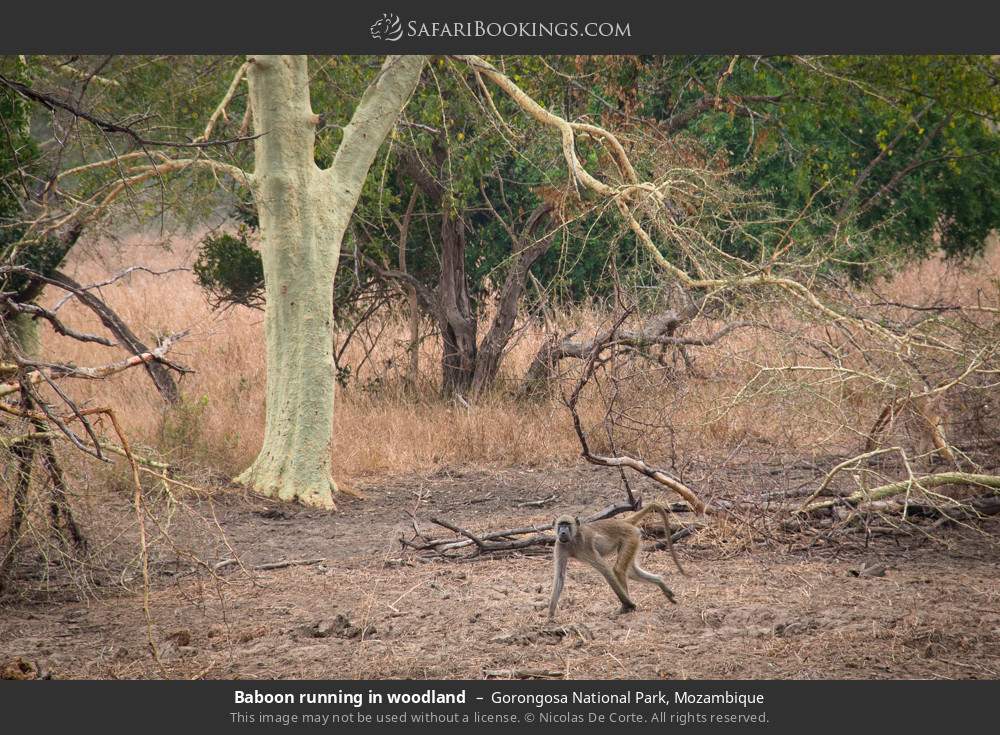 Baboon running in woodland in Gorongosa National Park, Mozambique