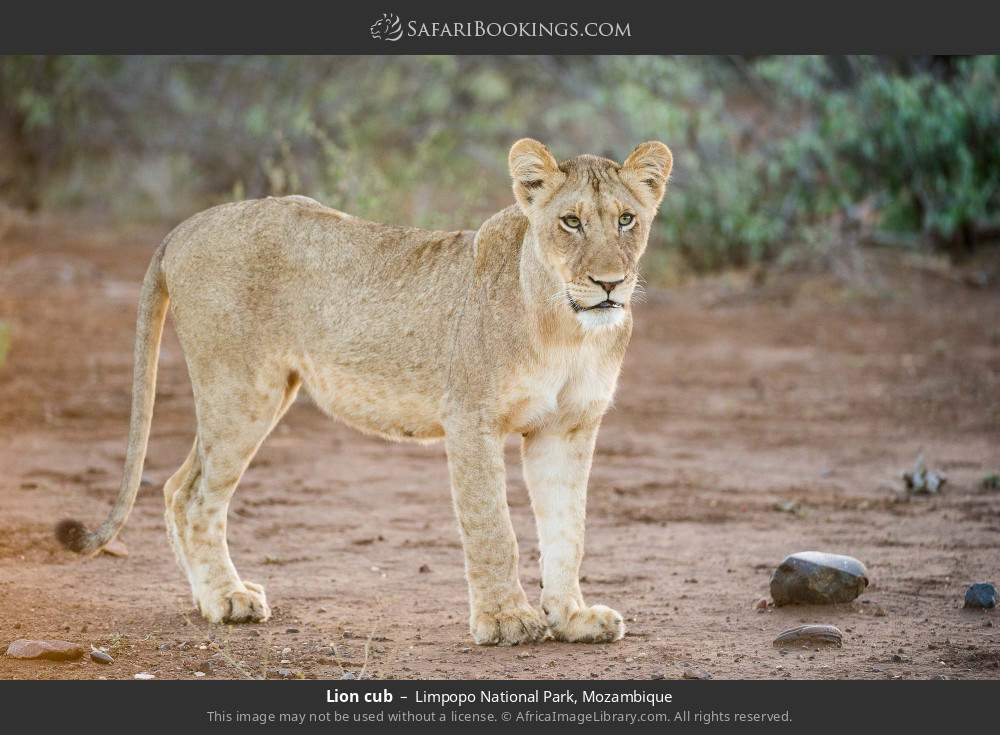 Lion cub in Limpopo National Park, Mozambique