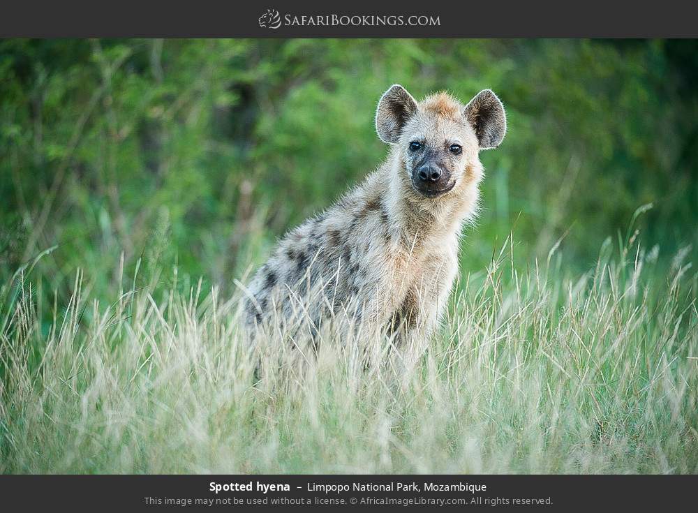Spotted hyena in Limpopo National Park, Mozambique