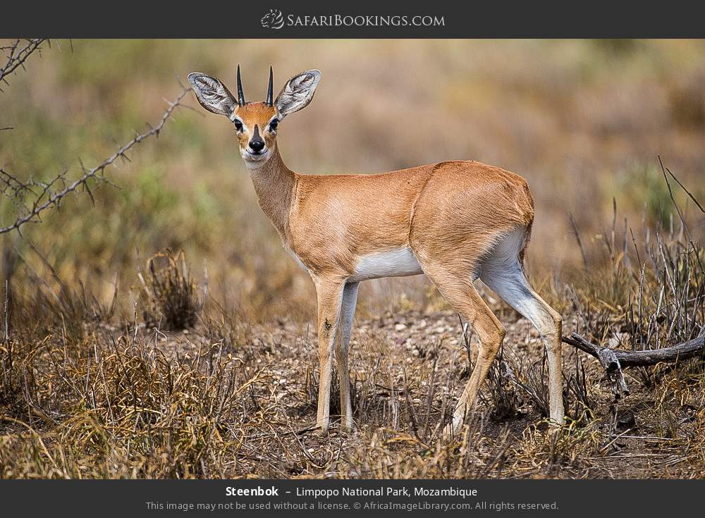 Steenbok in Limpopo National Park, Mozambique