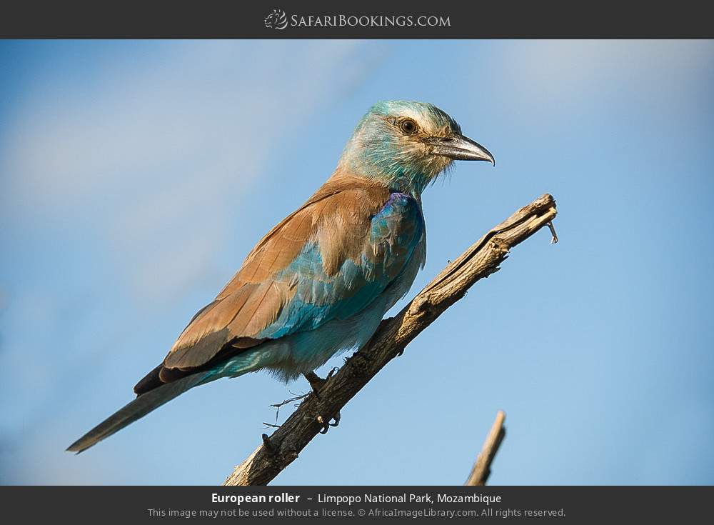 European roller in Limpopo National Park, Mozambique
