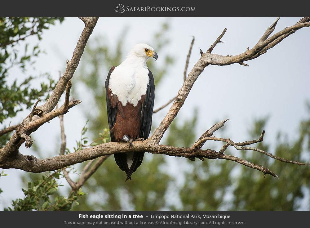 Fish eagle sitting in a tree in Limpopo National Park, Mozambique