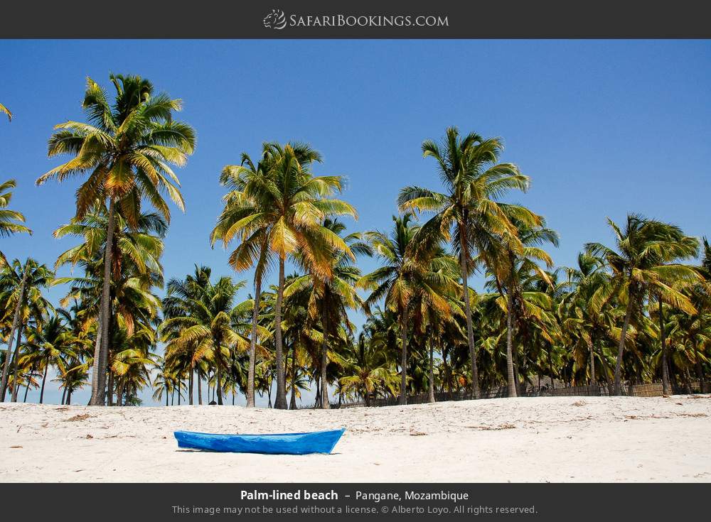 Palm-lined beach in Pangane in Pangane, Mozambique