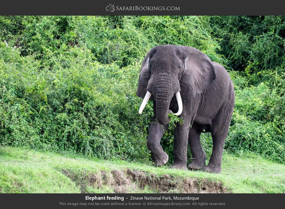 Elephant feeding in Zinave National Park, Mozambique