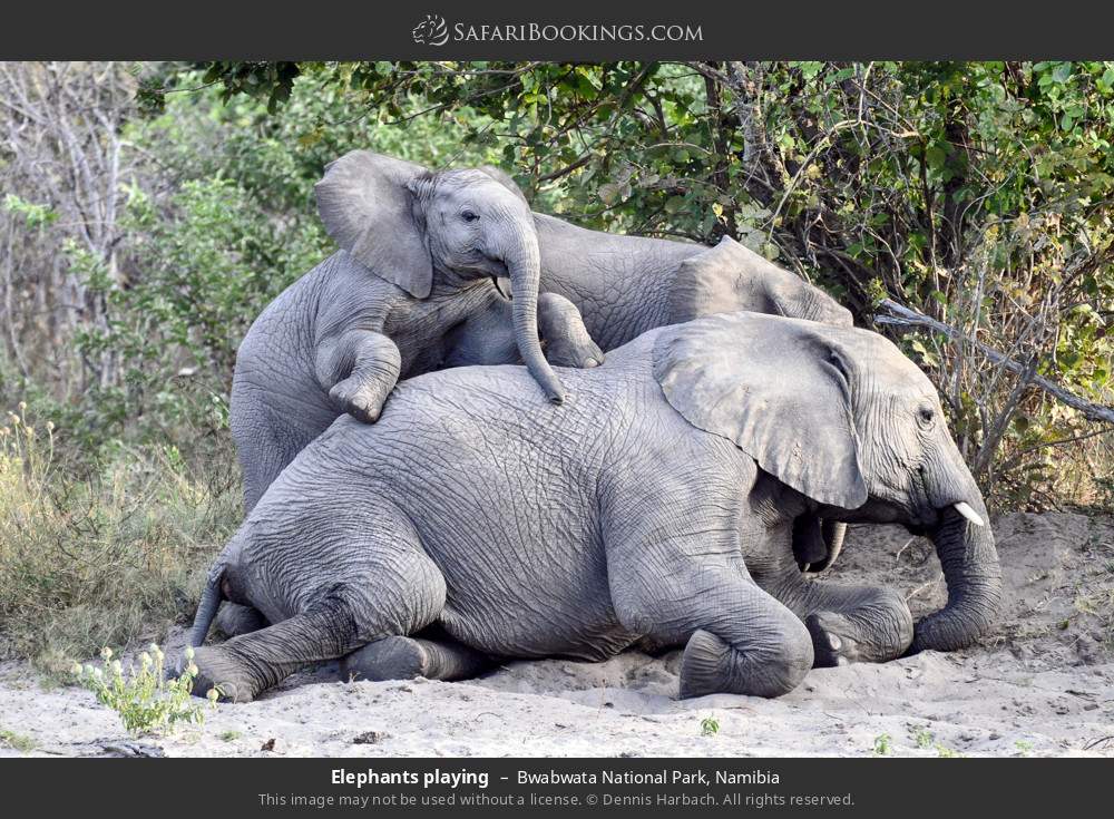 Elephants playing in Bwabwata National Park, Namibia