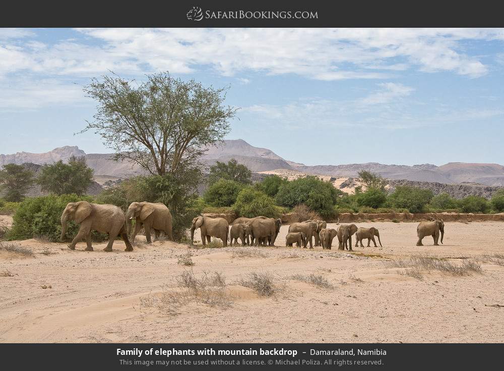 Family of elephants with mountain backdrop in Damaraland, Namibia