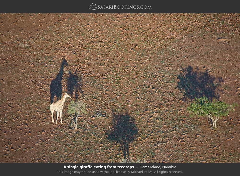A single giraffe eating from treetops in Damaraland, Namibia