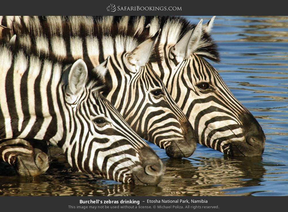 Plains zebras drinking in Etosha National Park, Namibia