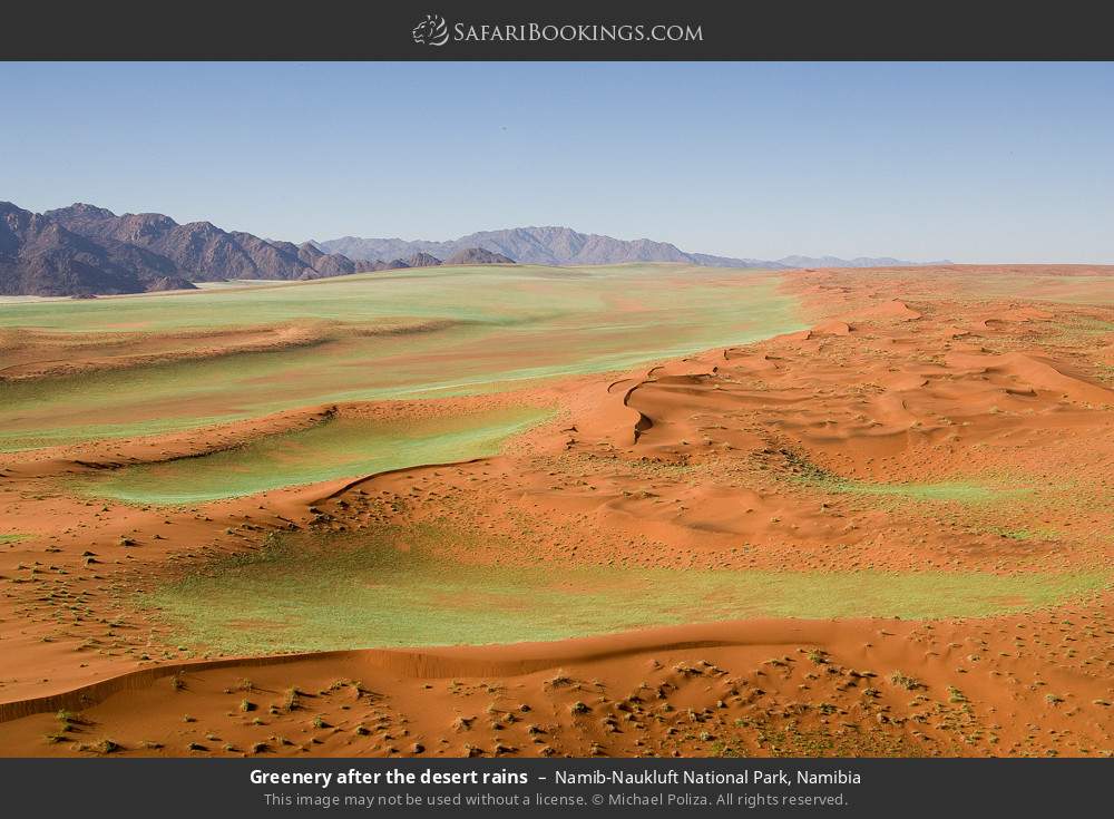 Greenery after the desert rains, Namib-Naukluft NP in Namib-Naukluft National Park, Namibia