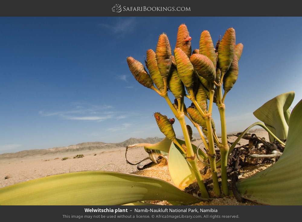 Welwitschia plant in Namib-Naukluft National Park, Namibia