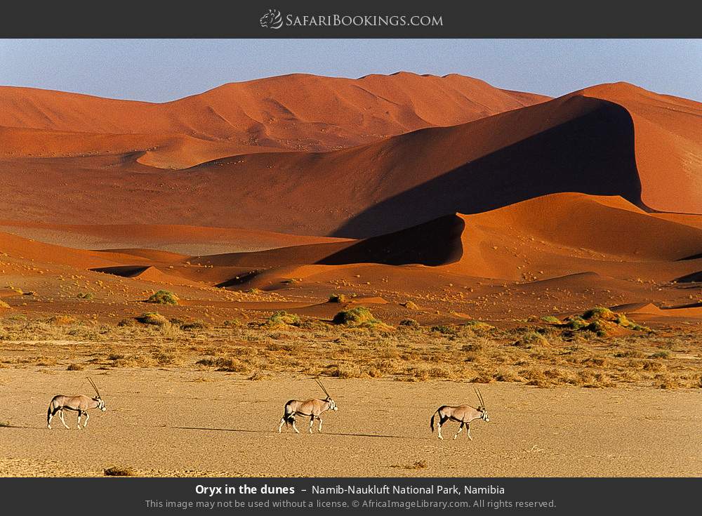 Oryx in the dunes, Namib-Naukluft NP in Namib-Naukluft National Park, Namibia