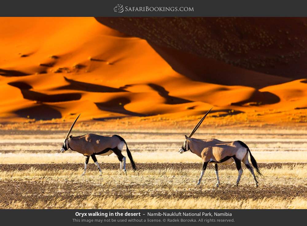 Oryx walking in the desert, Namib-Naukluft NP in Namib-Naukluft National Park, Namibia
