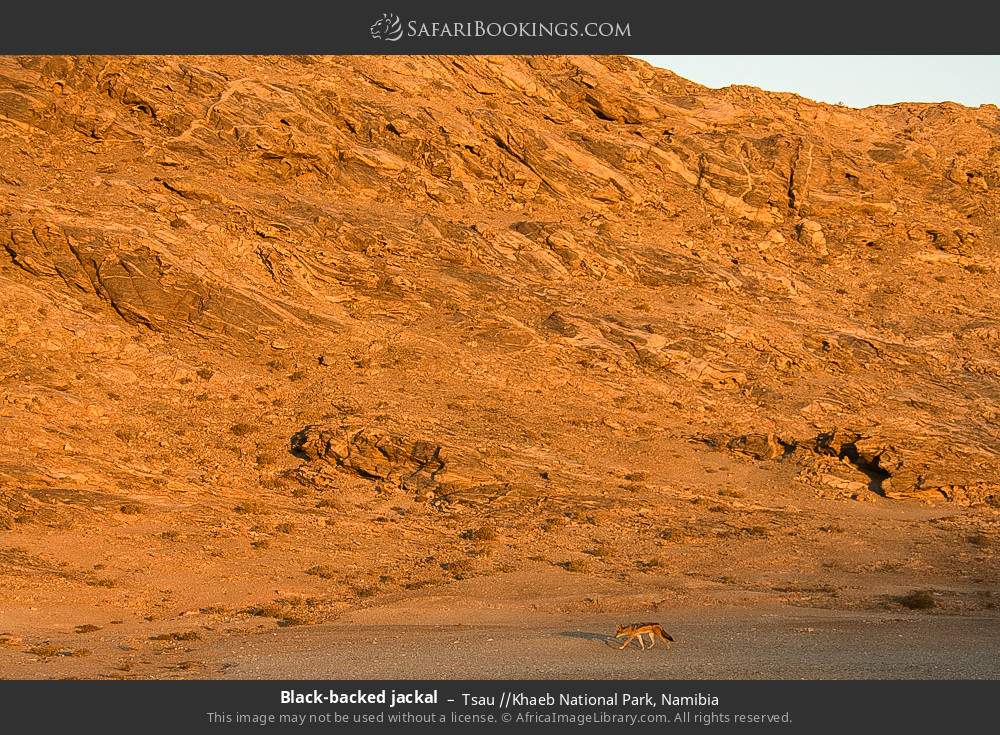 Black-backed jackal, Tsau //Khaeb NP in Tsau //Khaeb National Park, Namibia