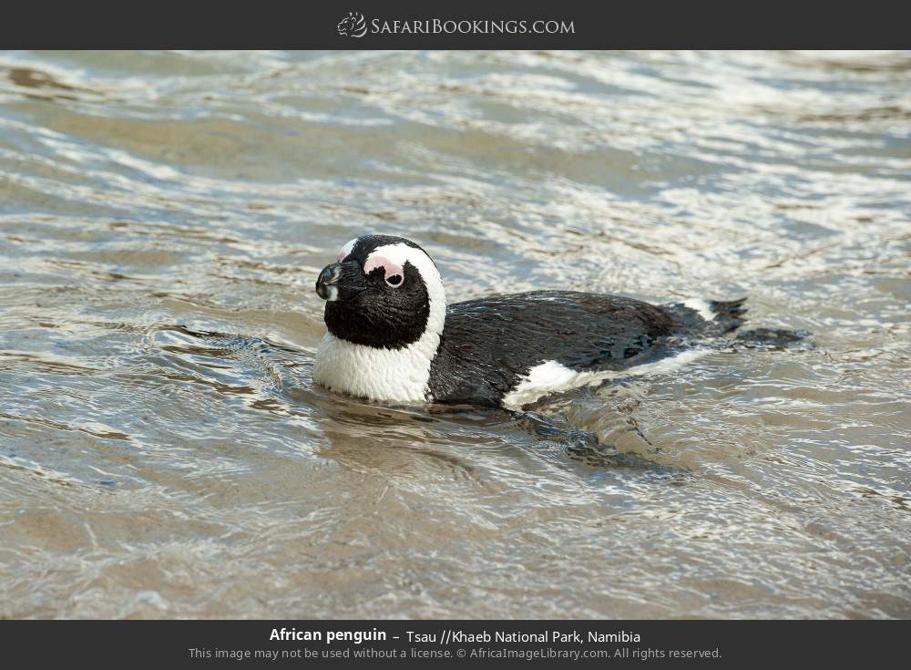 African penguin in Tsau //Khaeb National Park, Namibia