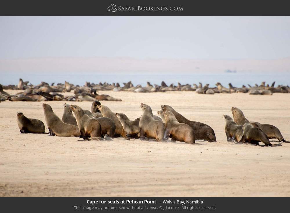 Cape fur seals at Pelican Point, Walvis Bay in Walvis Bay, Namibia