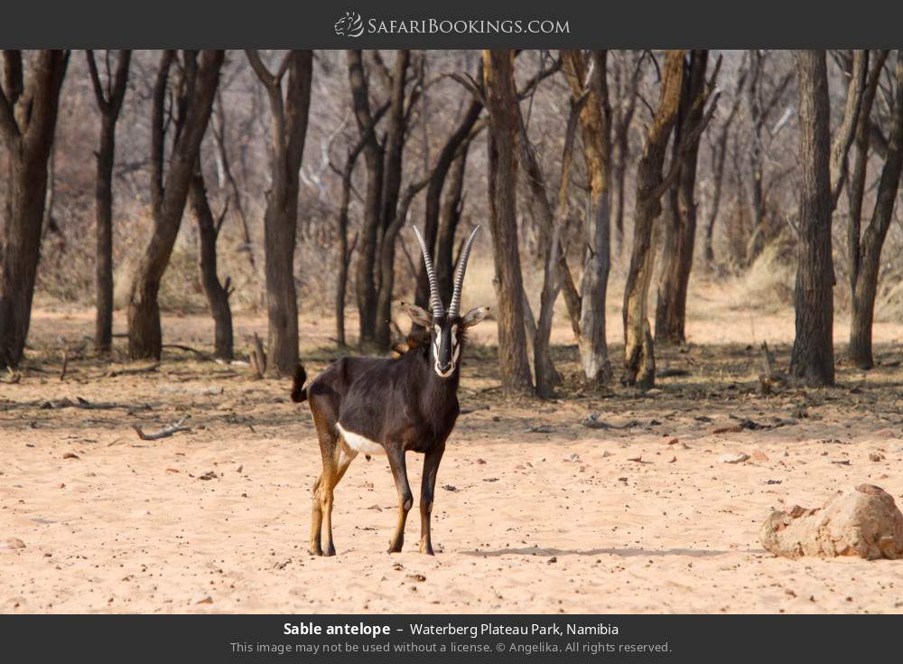 Sable antelope in Waterberg Plateau Park, Namibia