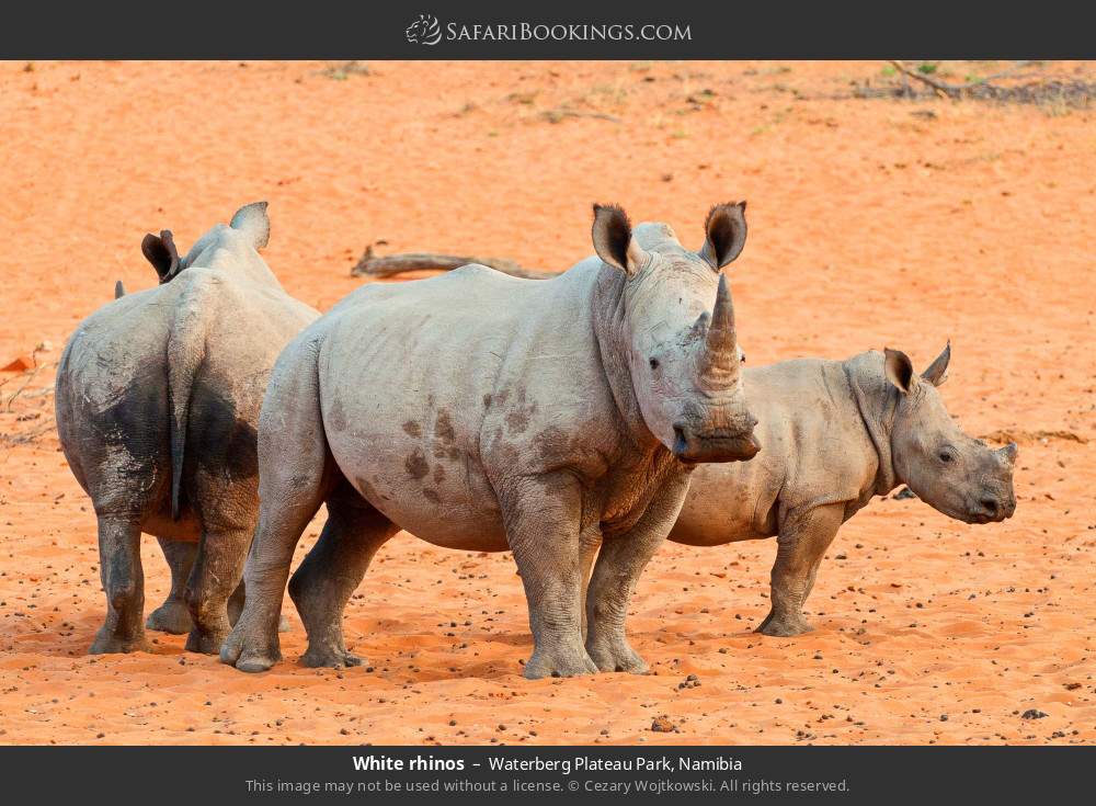 White rhinos in Waterberg Plateau Park in Waterberg Plateau Park, Namibia