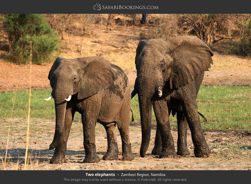 Two elephants in Zambezi Region, Namibia