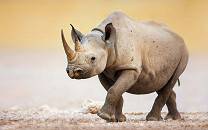 Etosha National Park